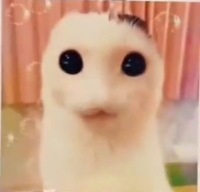 🐱 avatar